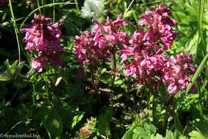 Quirlblättriges Läusekraut (Pedicularis verticillata)