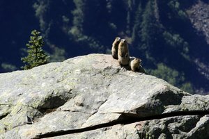 Murmeltiere pfeifen auf dem Whistler