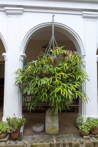 Im Hotel La Plazuela sind tropische Pflanzen im Patio verteilt.