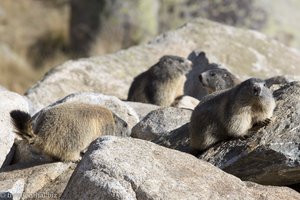 Murmeltiere in Andorra