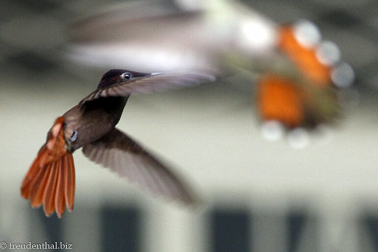 Moskitokolibri auf der Adventure Farm bei Plymouth