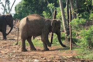 Elefant als Landminenopfer