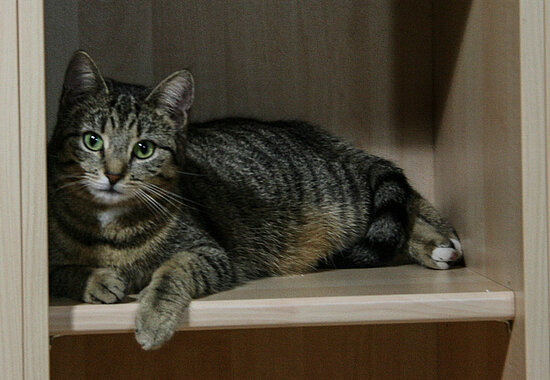 Katzengeschichten mit Bürokatze Minka