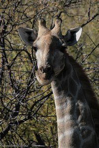 Giraffe beim Game Drive der Epako Safari Lodge