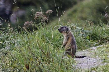 Murmeltier (Marmota marmota) auf dem Panoramaweg