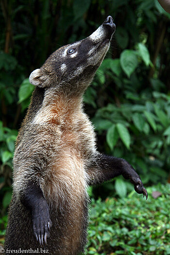 bettelnder Nasenbär