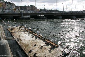 Enten, Gänse und Schwäne im Norrström