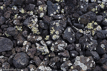 Flechten und Moose wachsen auf der kalten Lava