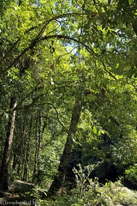 Khao Sok Nationalpark