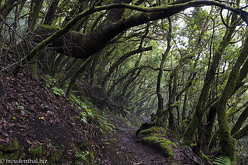 Wanderung durch einen Tunnel aus Baumheide.