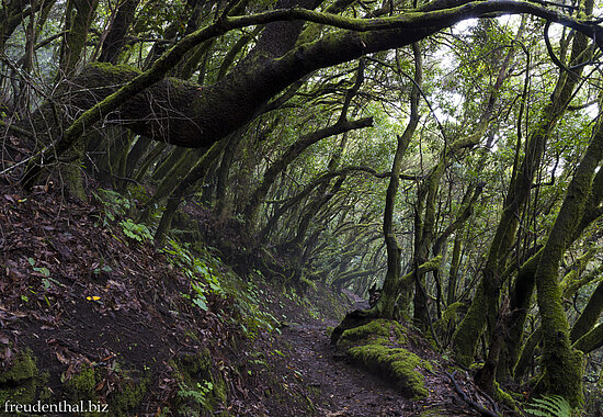 Wanderung durch den Nebelwald bei El Pilar