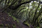 Wanderung durch den Nebelwald bei El Pilar