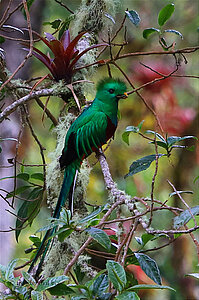 Das Quetzal-Männchen wartet in den Bäumen auf seine Frau