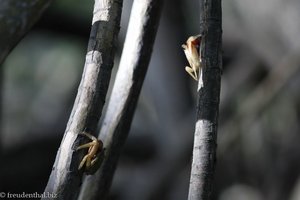 Krabben an den Mangroven des Sumpfs