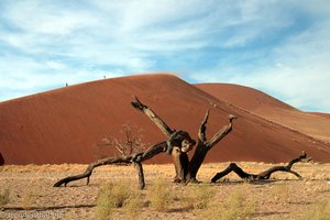 abgestorbener Baum vor der Düne Nr. 45