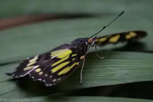 Malachitfalter (Siproeta stelenes) im Mariposario Spirogyra