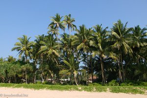 Palmen am Koggala Beach