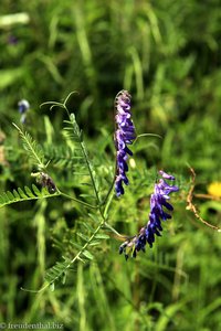 Vogelwicke (Vicia cracca)