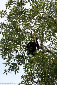 Orang Utan am Kinabatangan River