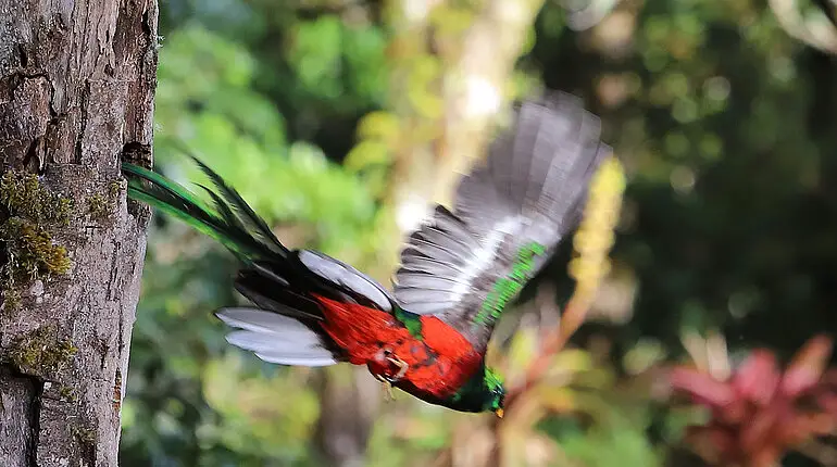 Quetzal verlässt sein Nest