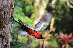 Quetzal verlässt sein Nest