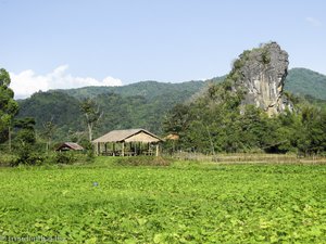 Felder und Karstfelsen um Vang Vieng