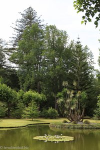 Lotusteich im Parque Terra Nostra