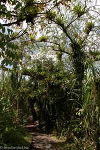 Bromelien über dem Wanderweg "Sendero las Heliconias"