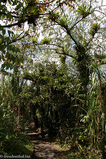 Bromelien über dem Wanderweg "Sendero las Heliconias"