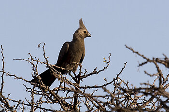 Graulärmvogel - Corythaixoides concolor - Südafrika