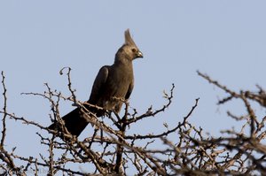 Graulärmvogel - Corythaixoides concolor - Südafrika