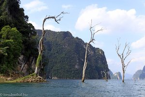 abgestorbene Bäume aus der Zeit vor dem Stausee