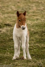 Shetlandpony auf der Insel Unst