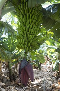 Bananen-Rispe mit Blüte, auf eine Bananenstaude, Tijarafe auf La Palma,