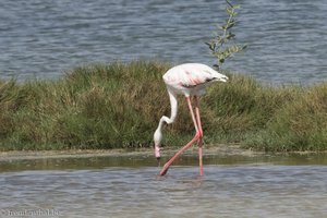 Flamingo auf Futtersuche