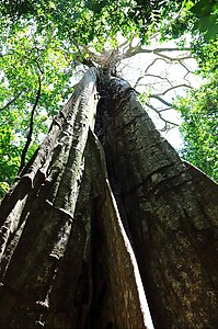 Noch ein Feigenbaum am Río Blanco