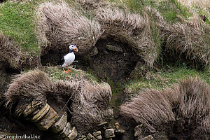 Papageitaucher bei Sumburgh Head