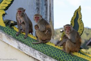 Affen beim Popa Taung Kalat