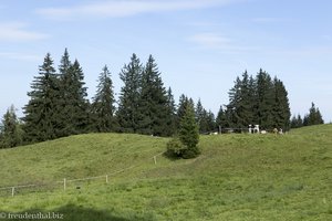 Wald und Wiesen bei Nesselwang