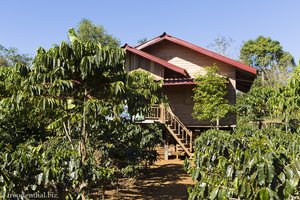 Kaffeefarm auf dem Bolaven-Plateau