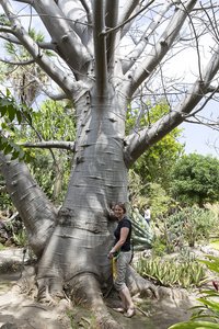 Afrikanische Affenbrotbaum, auch Afrikanischer Baobab