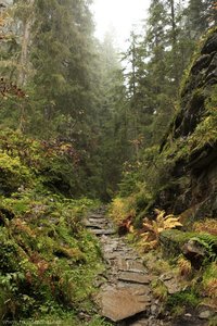 Weg durch die Wilde herbstliche Natur