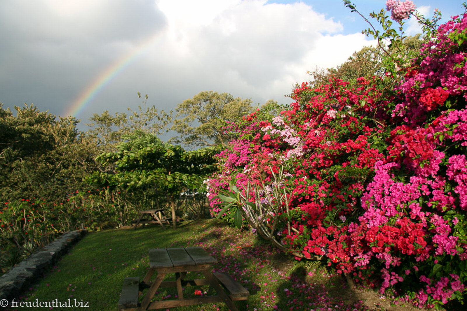 Bougainvillea-Hecke beim Casa Aroma de Campo beim Nationalpark Rincón de la Vieja