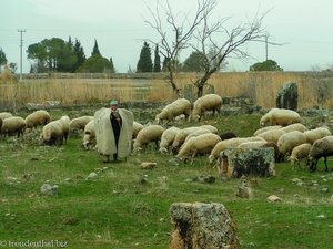 Türkischer Schäfer nahe Hierapolis