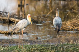 Nimmersatt - Mycteria ibis - Südafrika