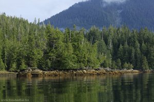 Auf der Suche nach Schwarzbären im Clayoquot Sound bei Tofino