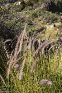 Uferbewuchs beim Barranco de las Angustías