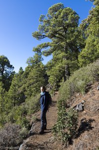 Schöner Wanderweg mit Aussicht - Pico de la Nieve