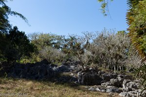 Steingarten mit Tempelbäumen im Jardín Botánico von Cienfuegos