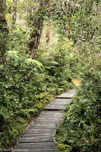 eine der wenigen leichten Passagen der Wanderung auf den Kinabalu